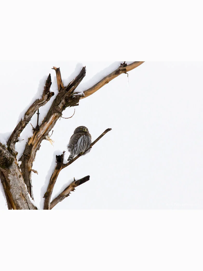Northern Pygmy Owl in snow