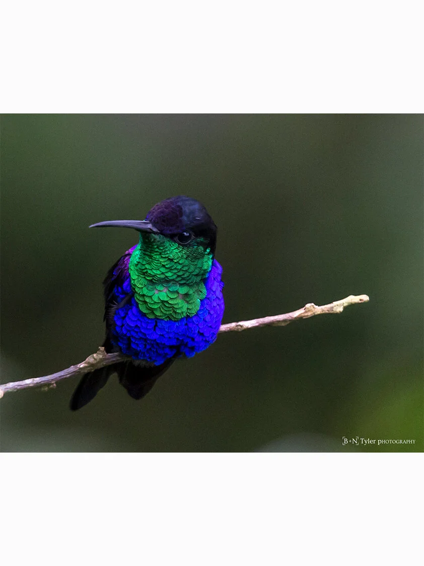 Violet-crowned woodnymph