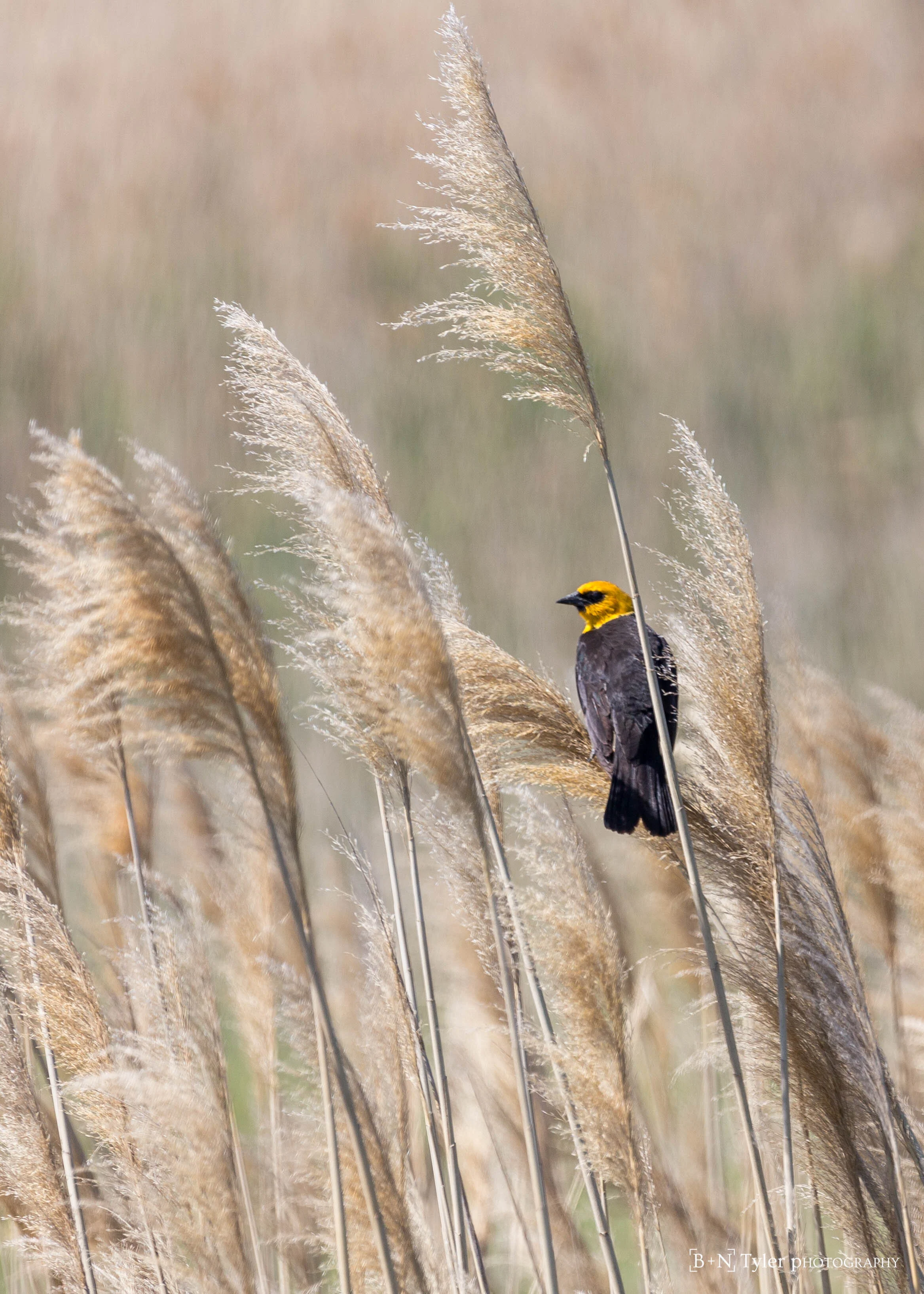 Yellow Headed Blackbird