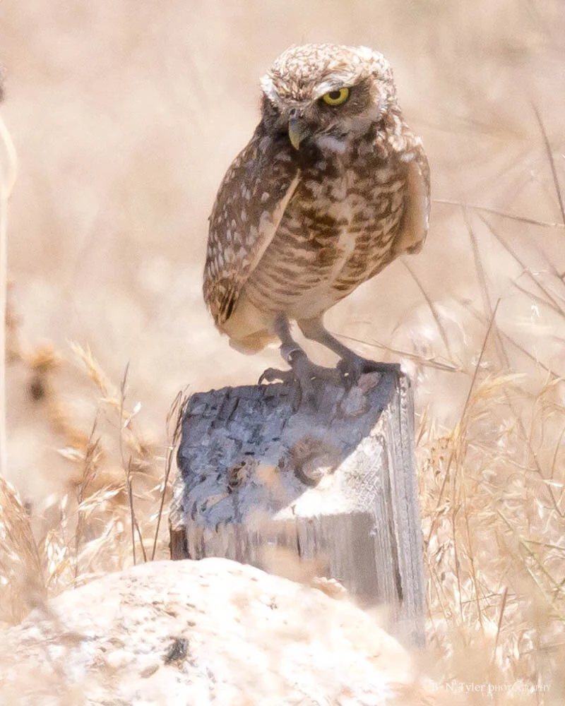 Burrowing owl