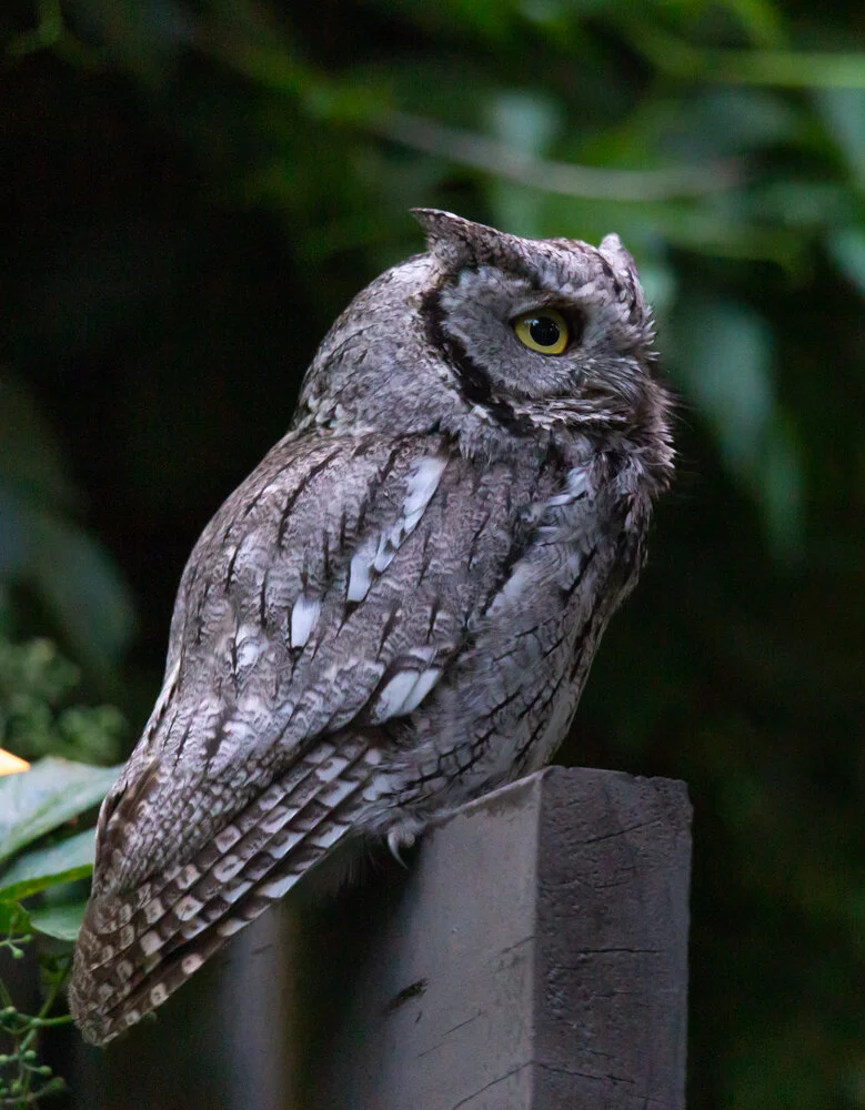 Western Screech Owl