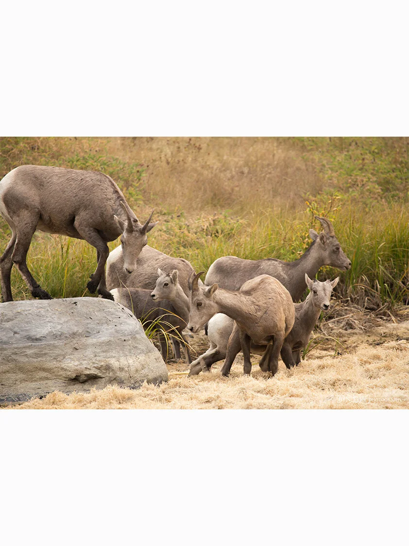 Canadian Bighorn Sheep