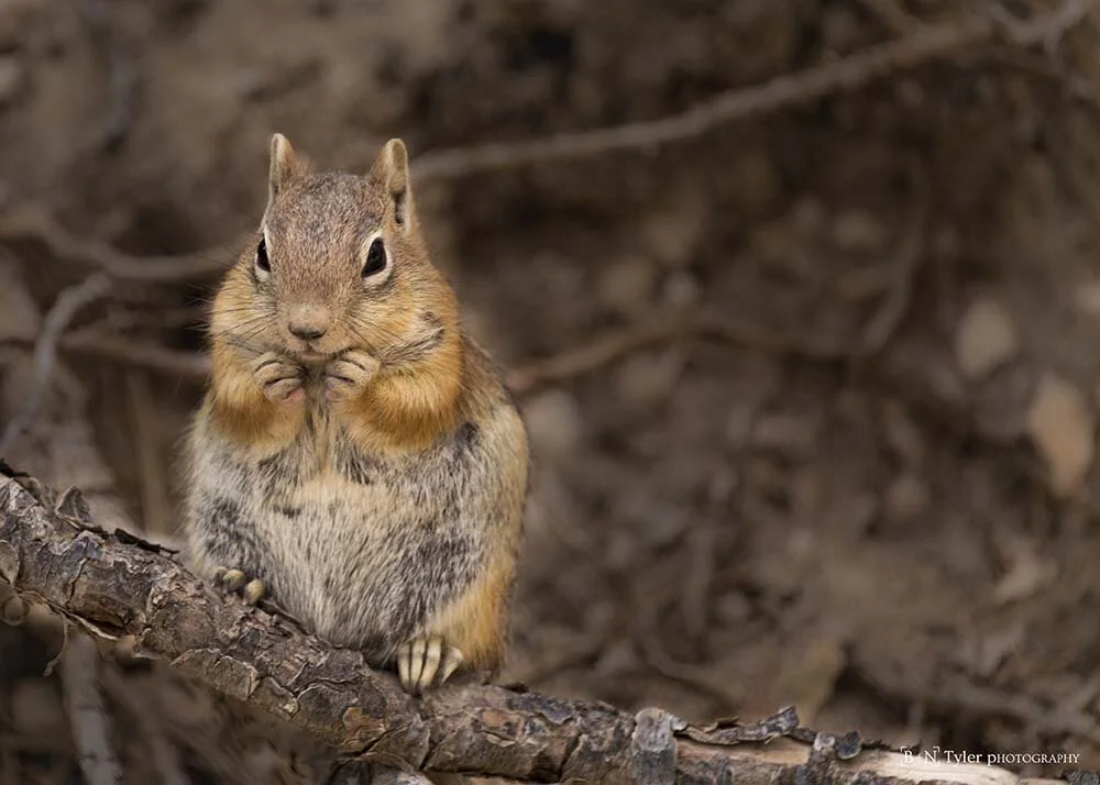 Chipmunk