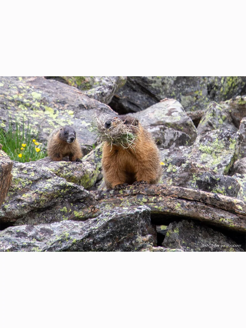 Marmot Family