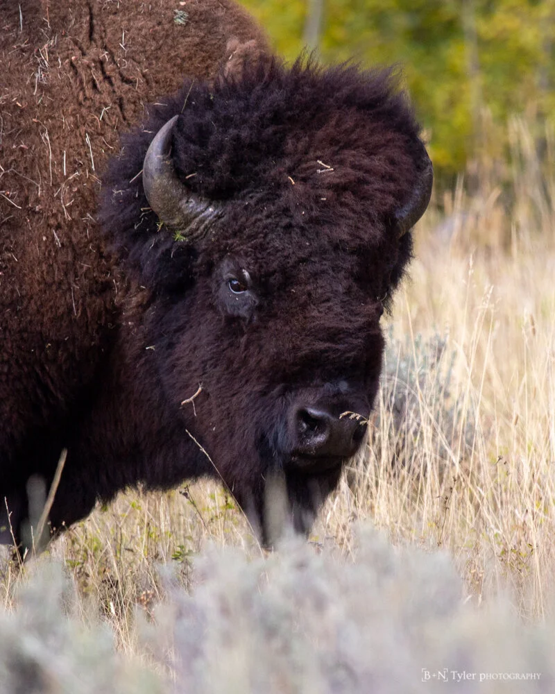 American bison