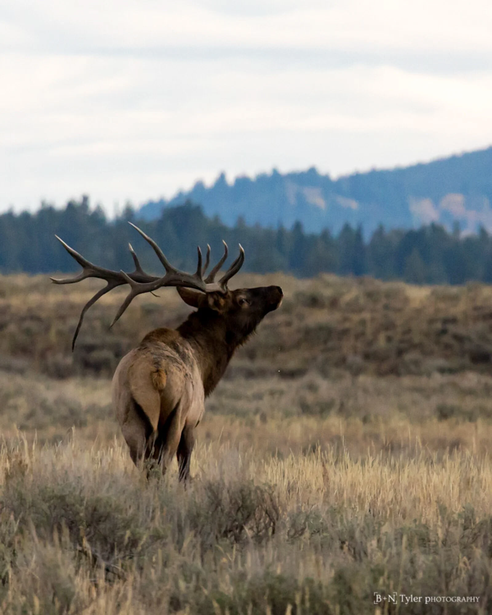 Elk