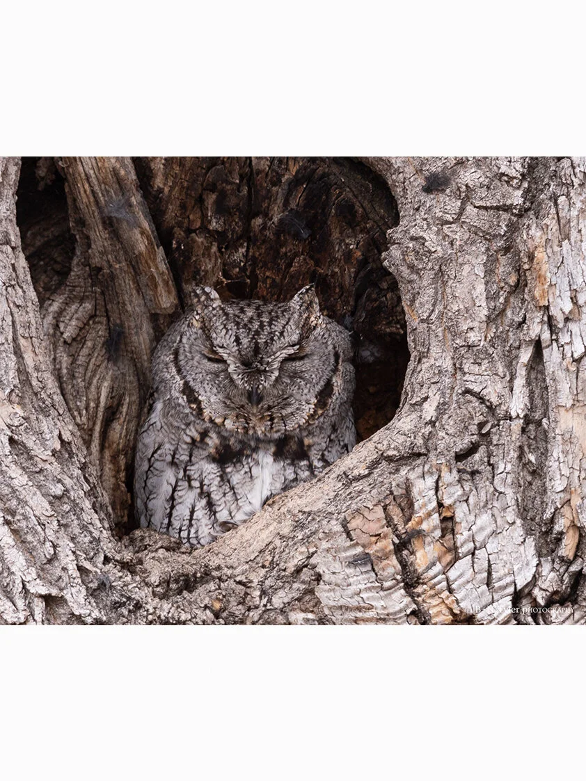 Western Screech Owl camouflage