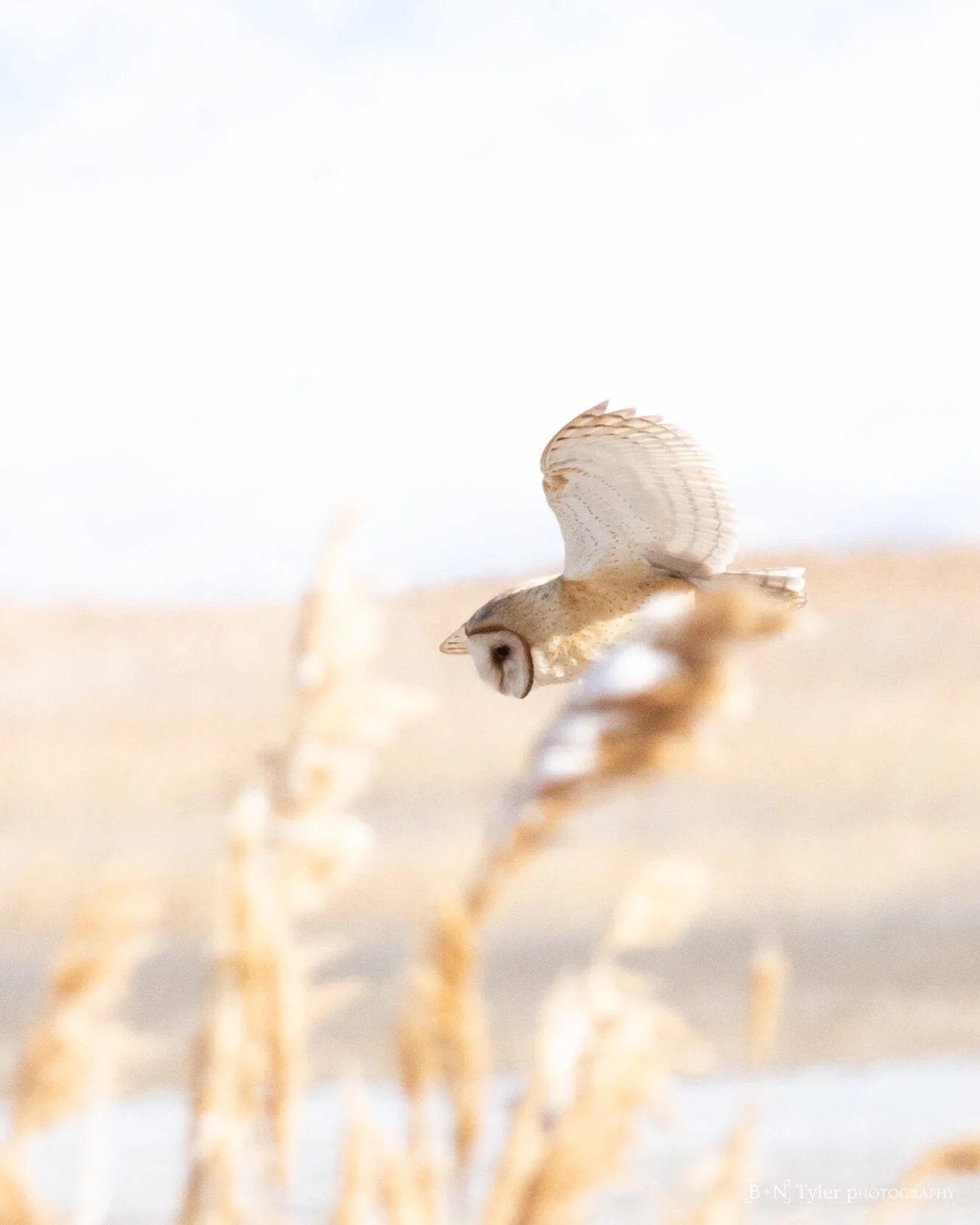 Artistic barn owl