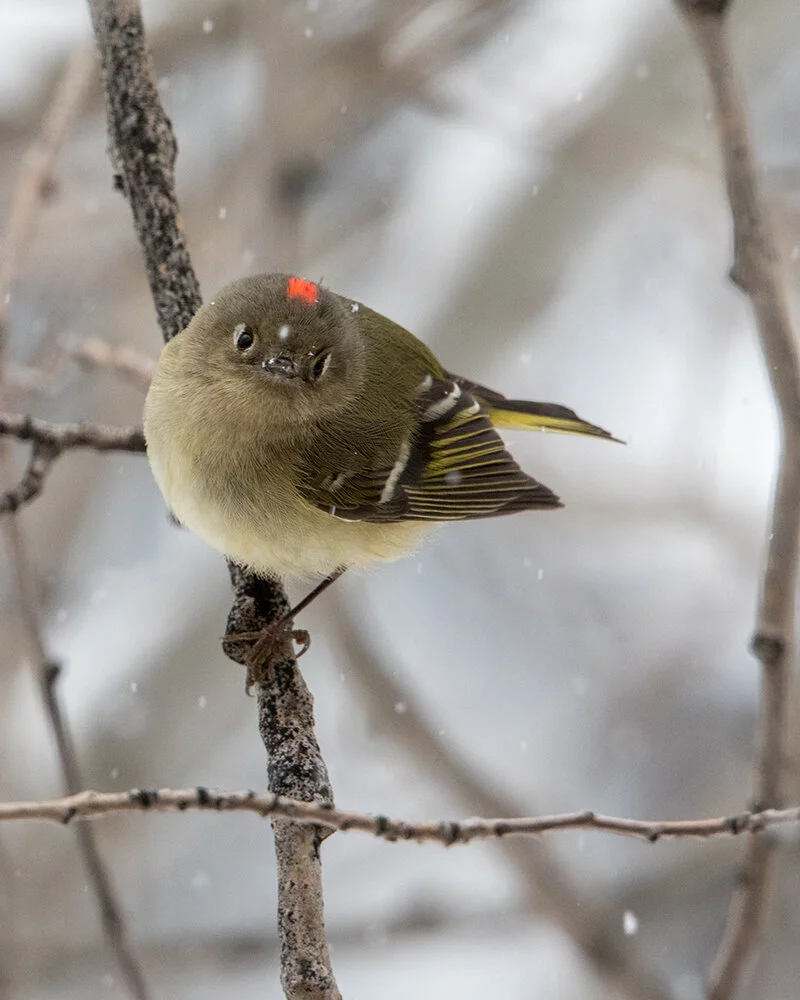 Ruby Crowned Kinglet