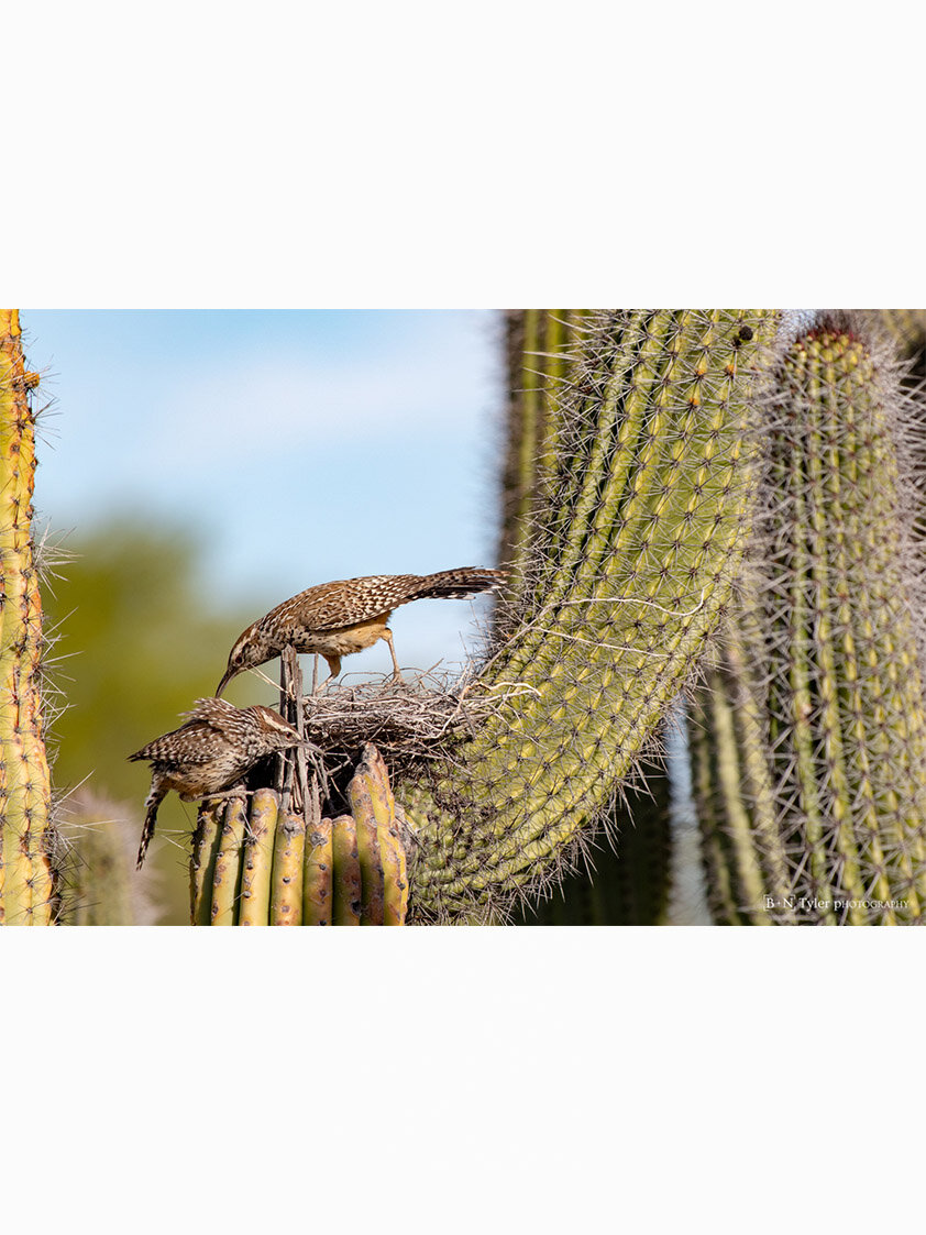 2020 Audubon Top 100 Recognized - Cactus Wrens