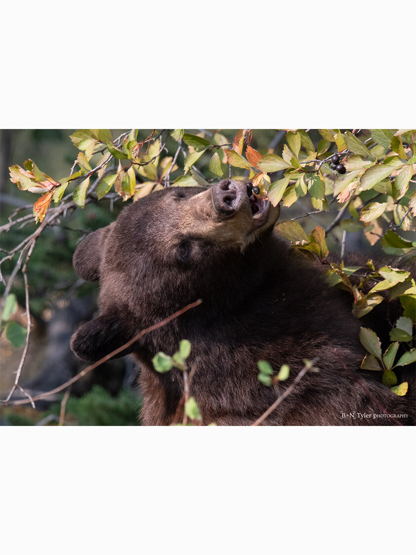 Bear eating berries