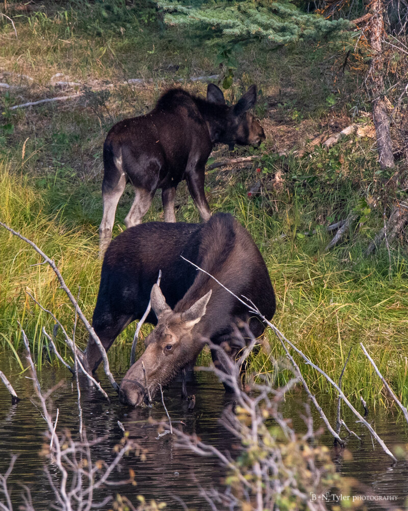 Moose family