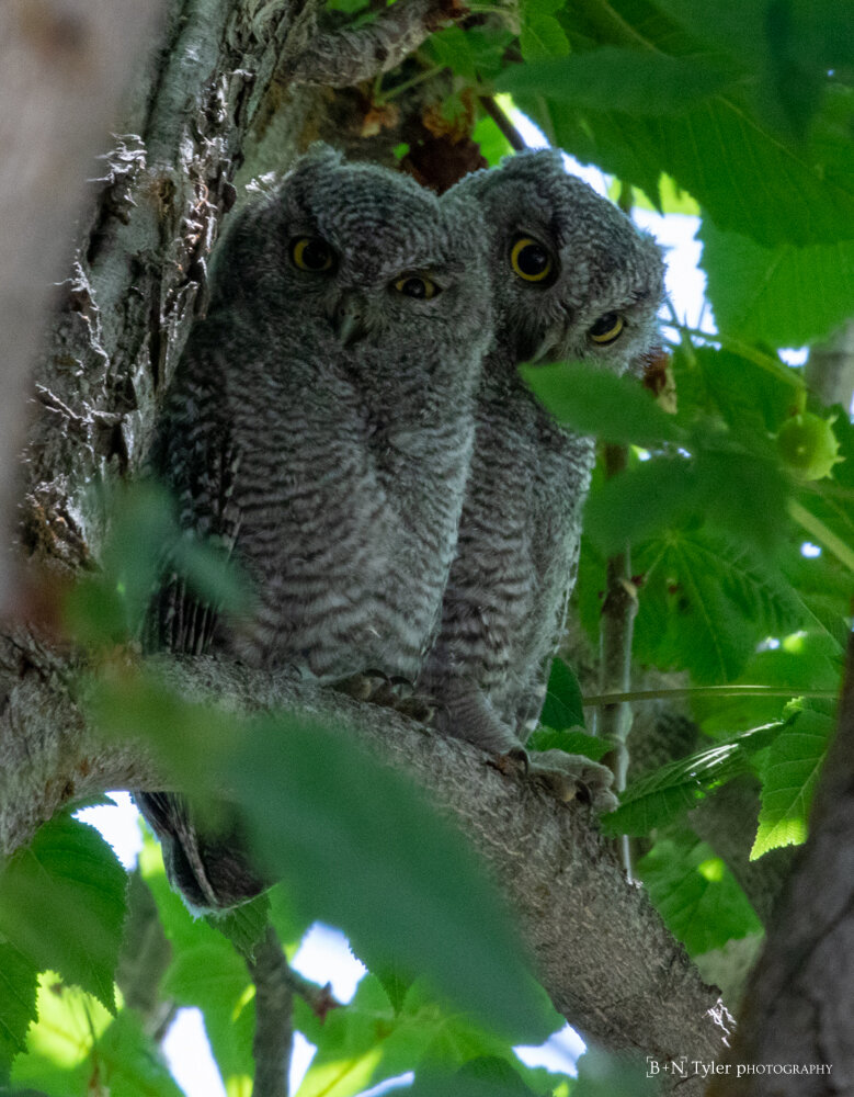 Baby Western Screech Owls