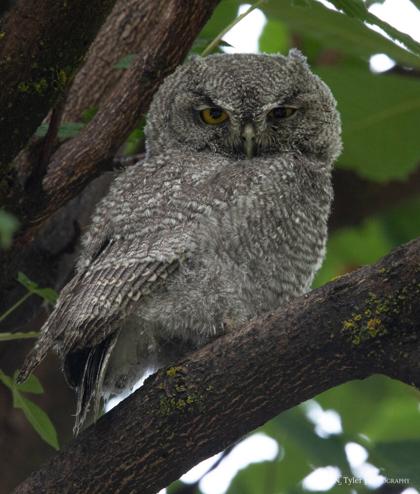 Western Screech Owlet