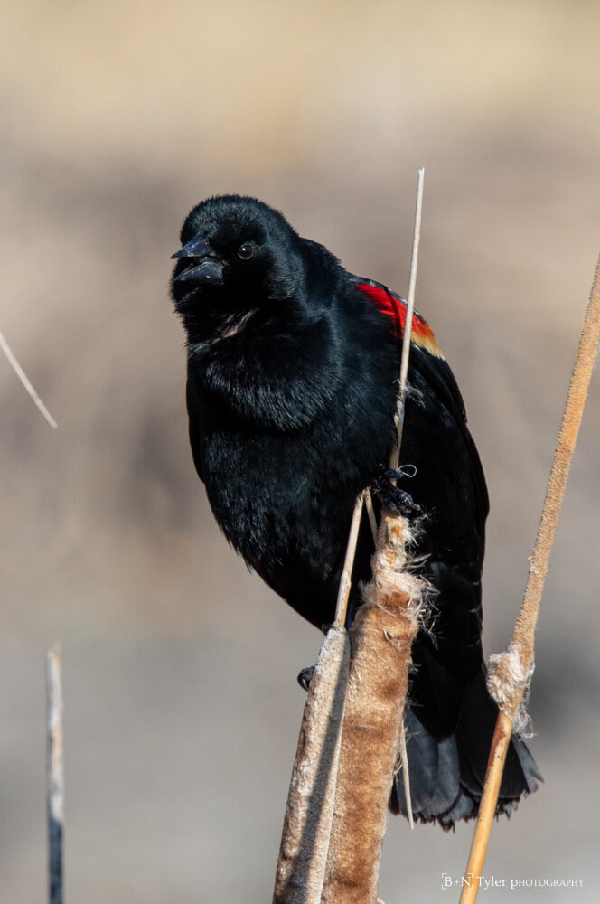 Red-winged blackbird