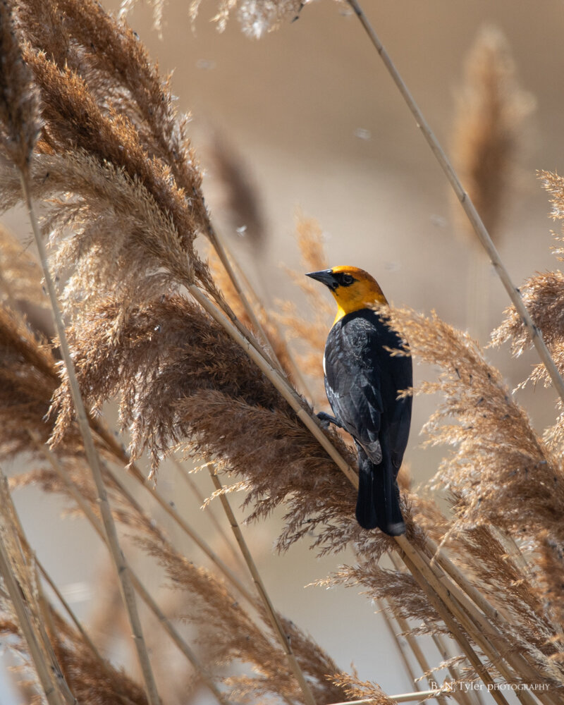 Yellow-headed blackbird