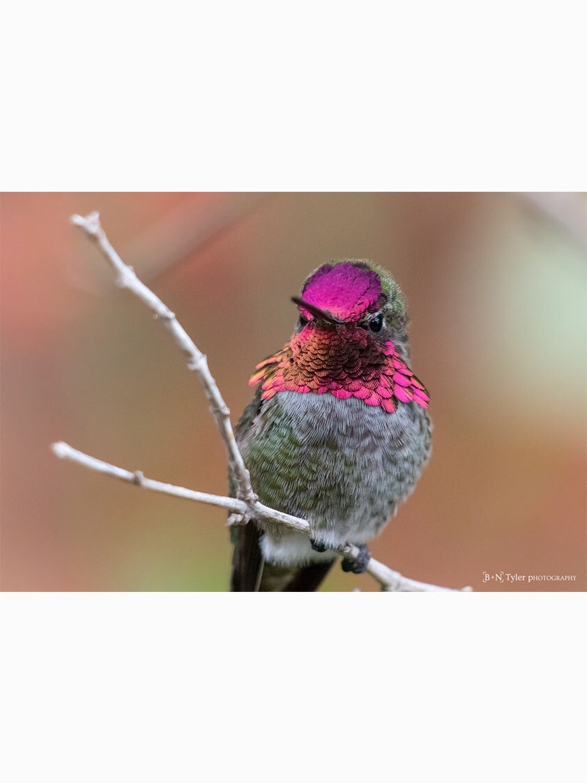 Anna's hummingbird