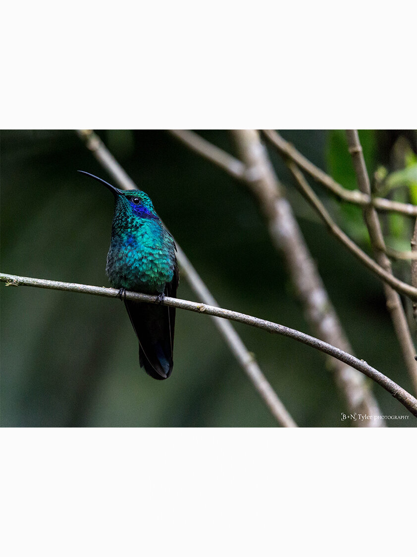 Green Violet-ear Hummingbird