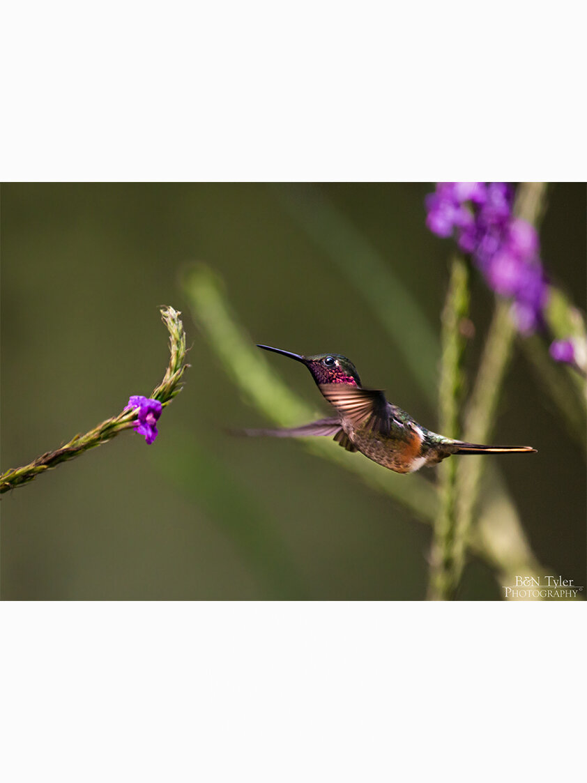 Magenta-throated woodstar