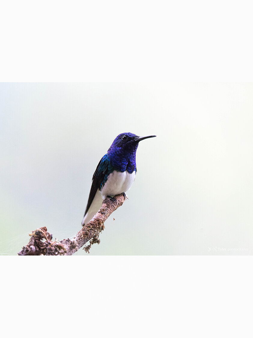 White-necked jacobin