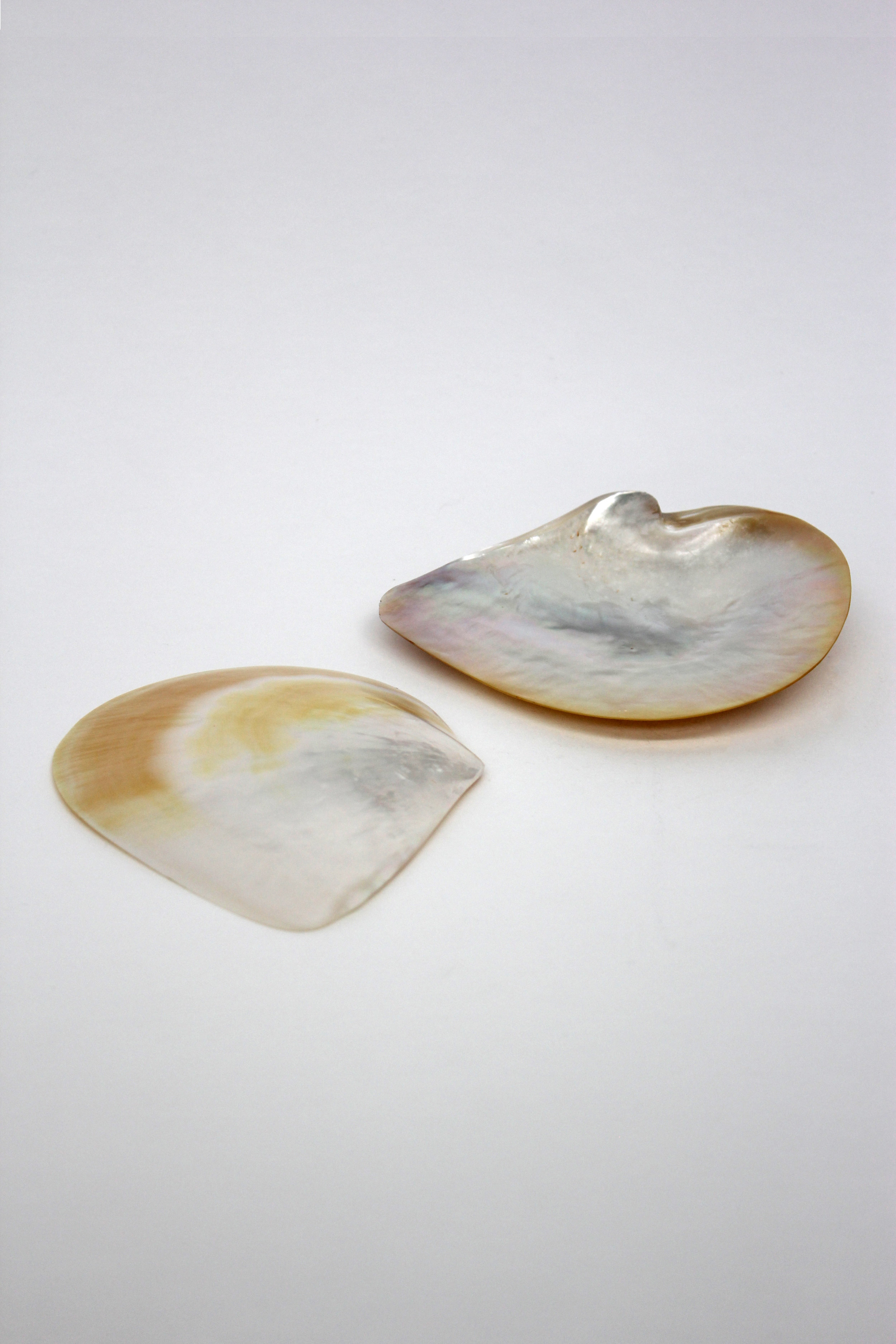 Set of shells 1.jpg