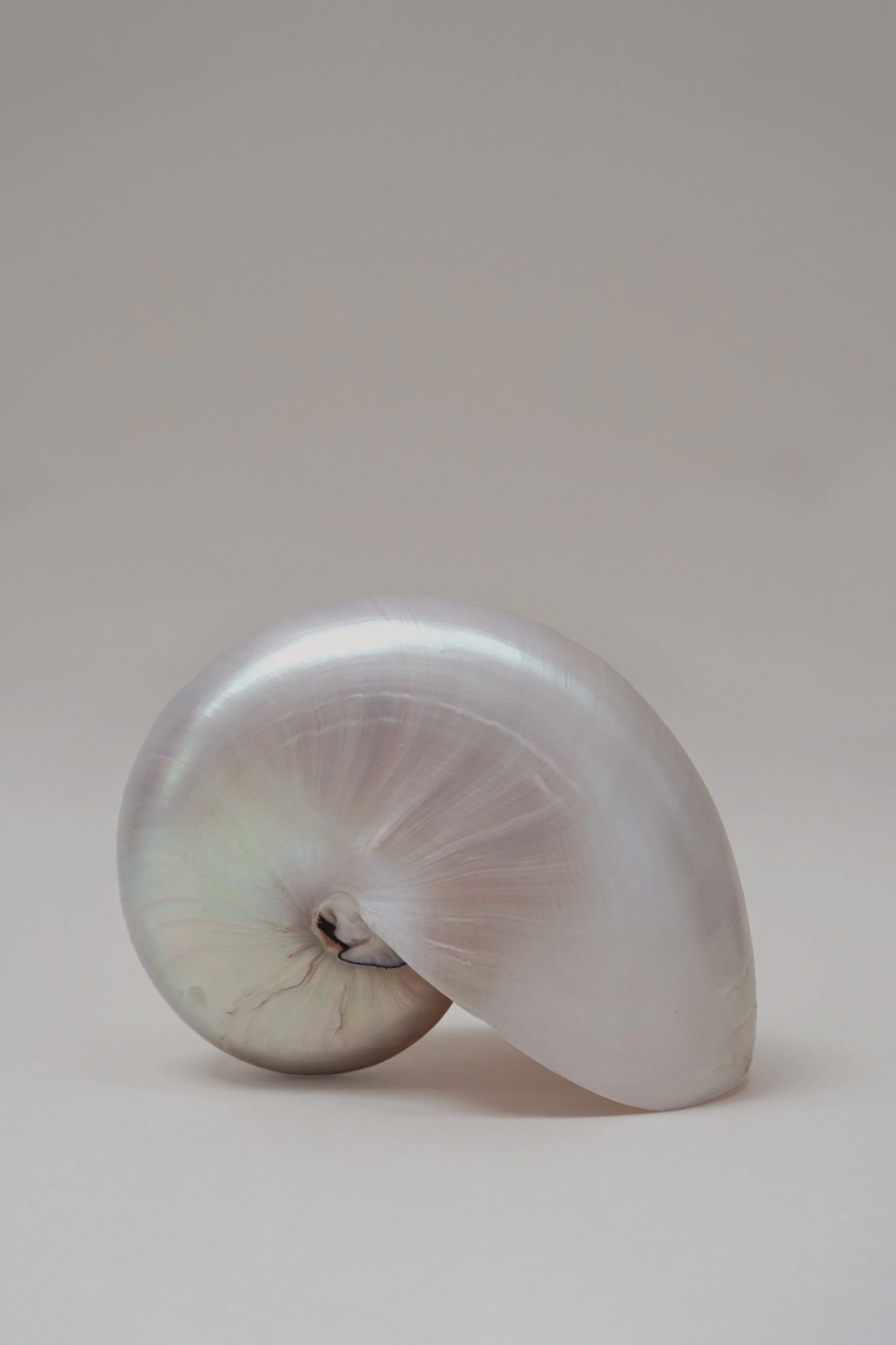 shell1.jpg