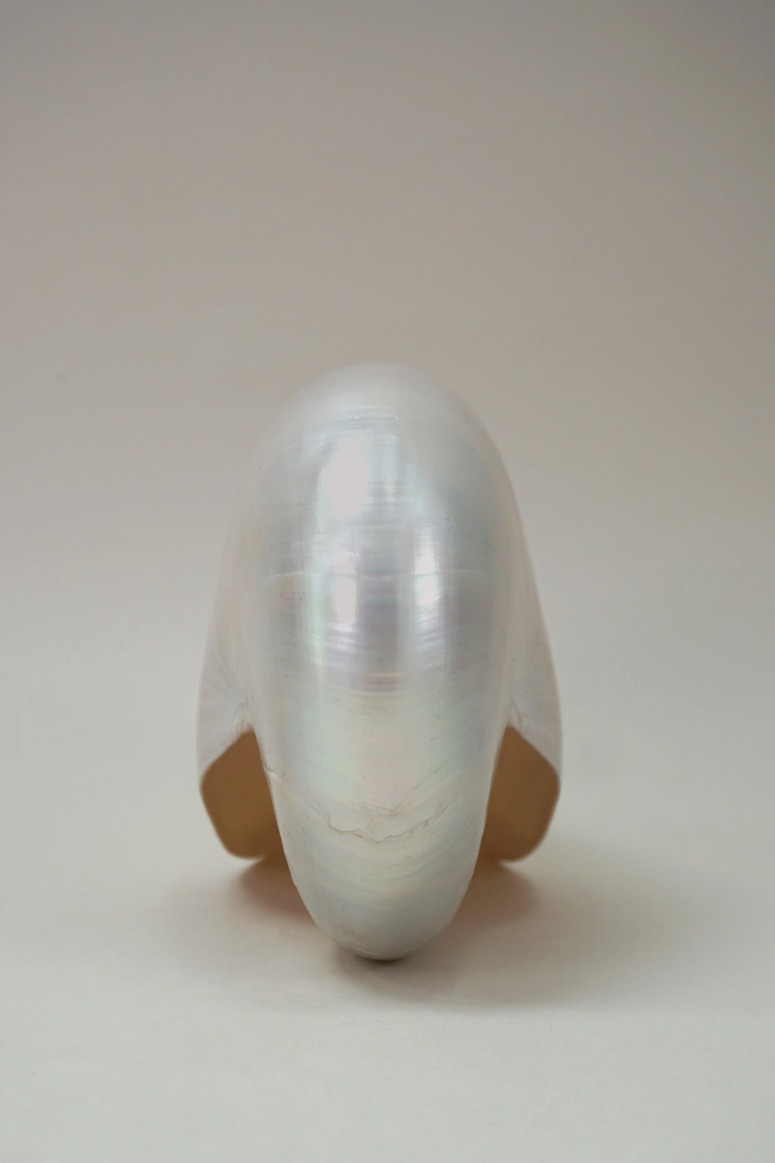 shell3.jpg