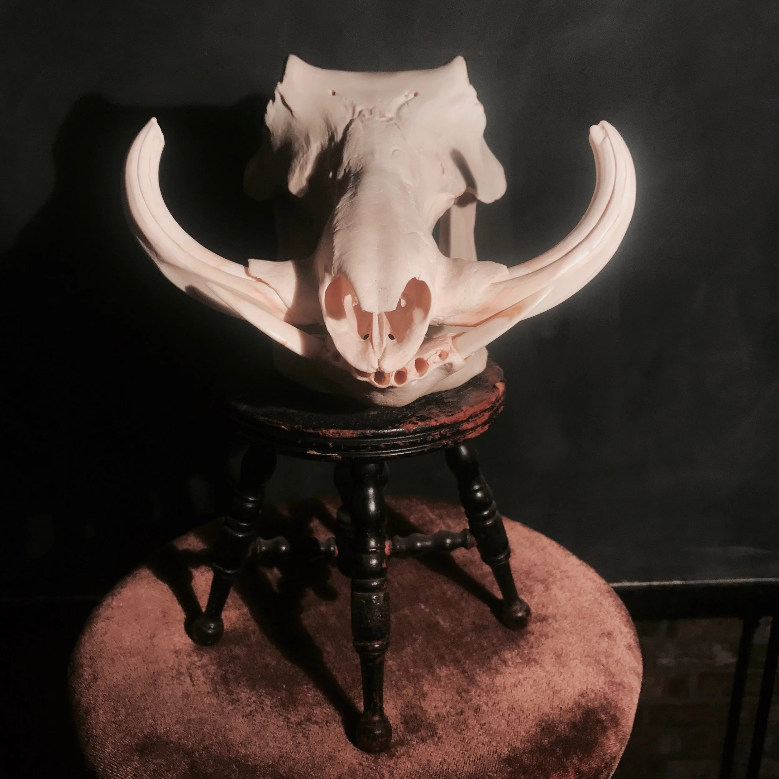 Warthog Skull