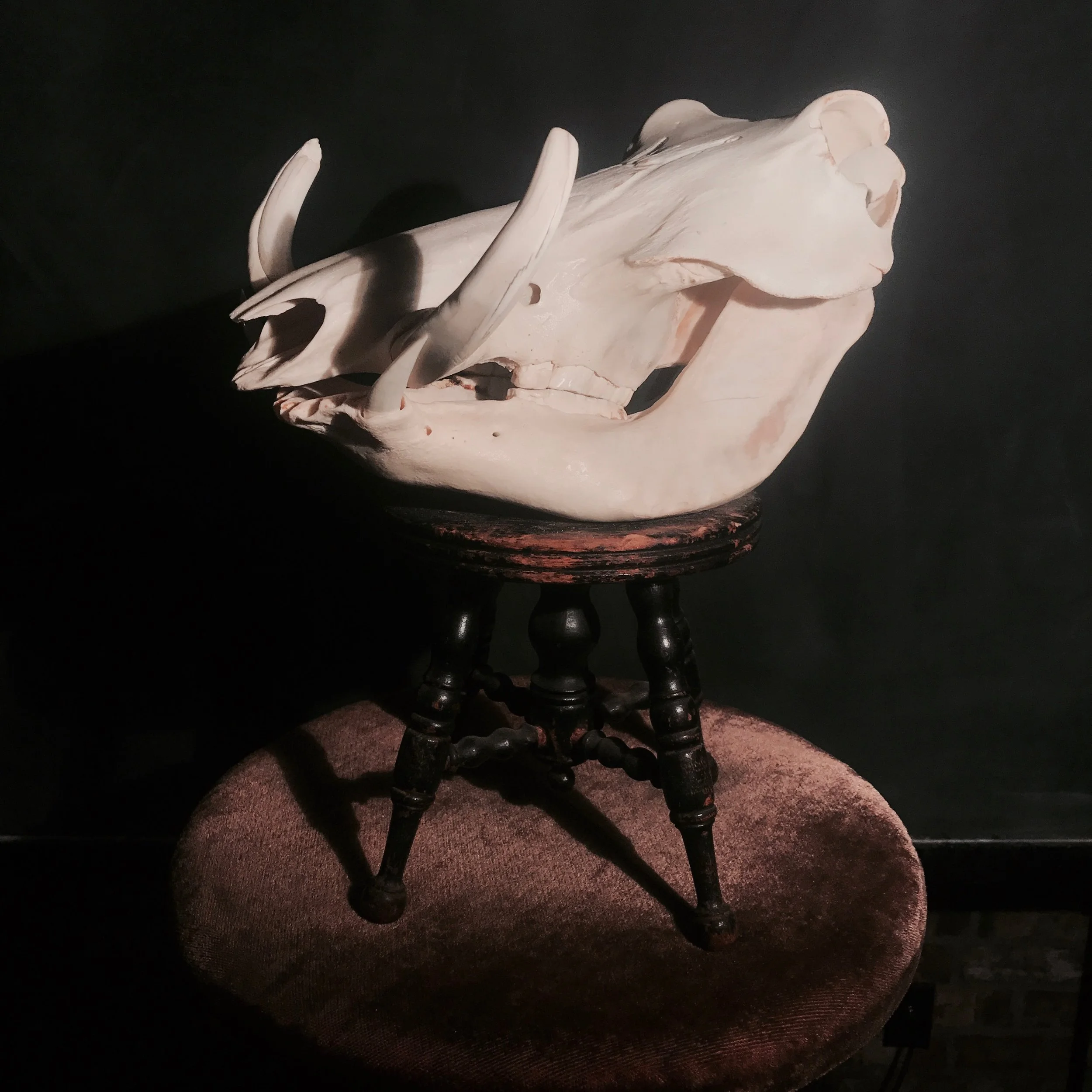 Warthog Skull (side view)