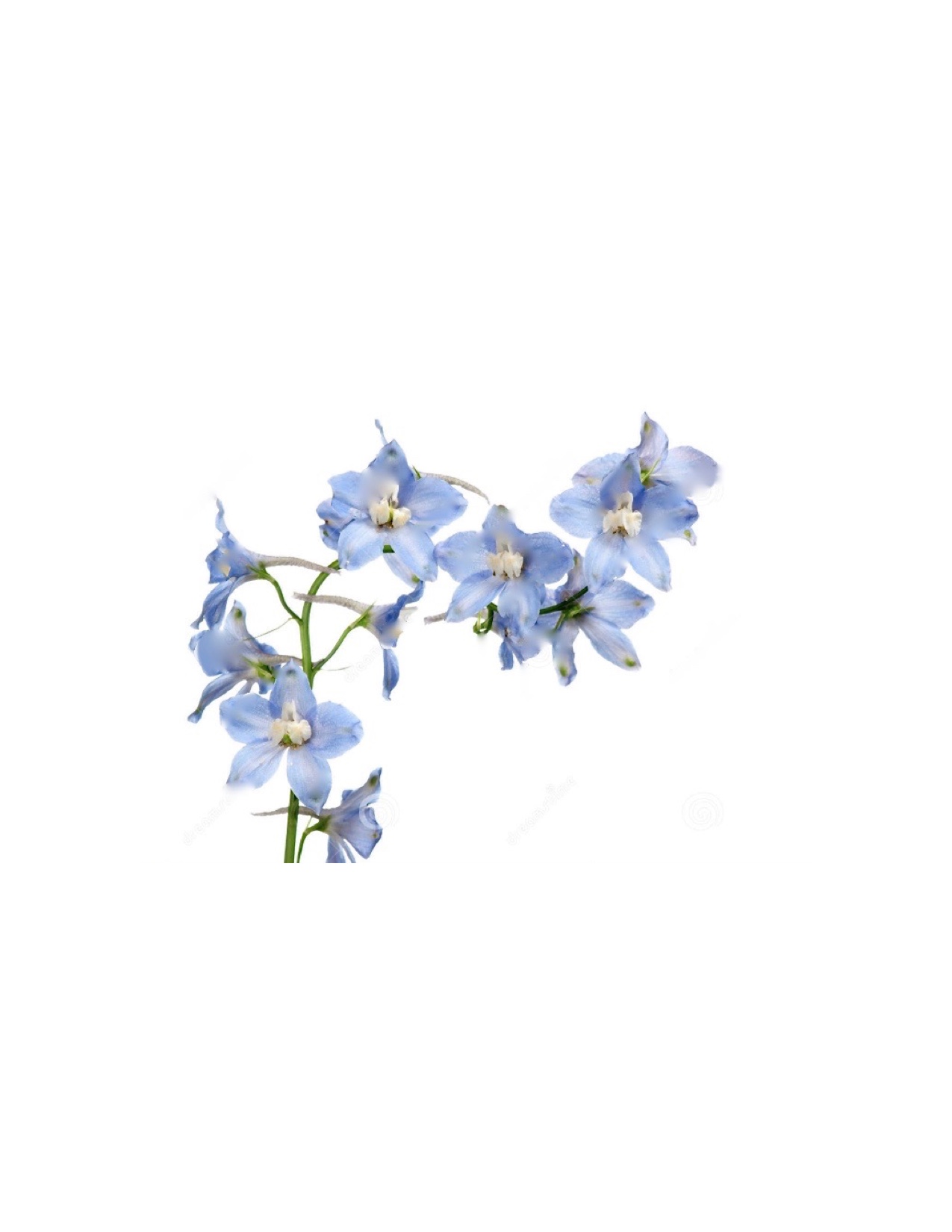 delphinium.jpg