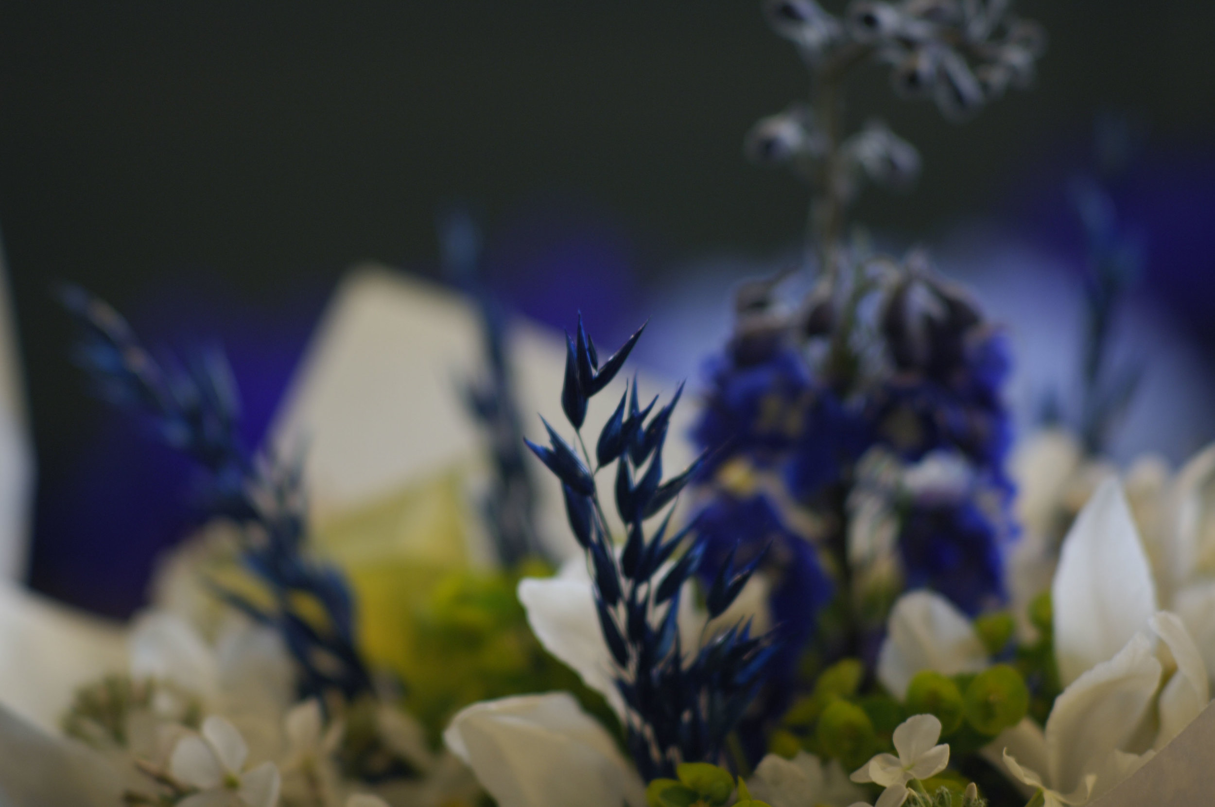 blue flower color.jpg