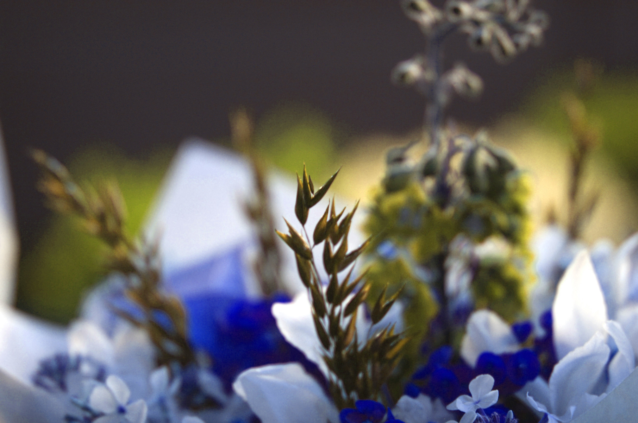 blue flower color 3 of 3.jpg