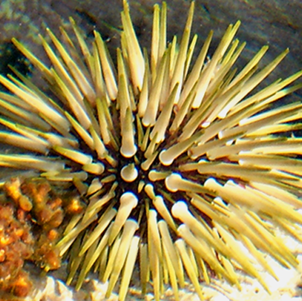 sea urchin copy.jpg
