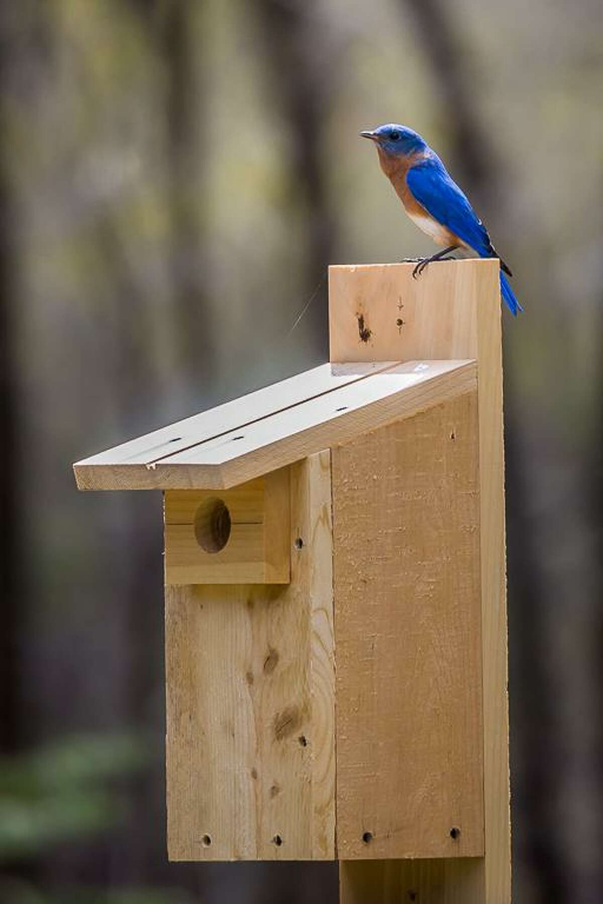 bluebird nesting box.png