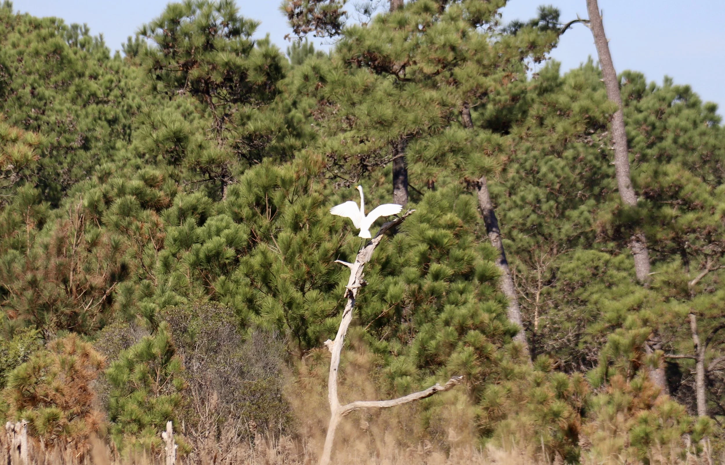 Bird Walk at Hughlett Point