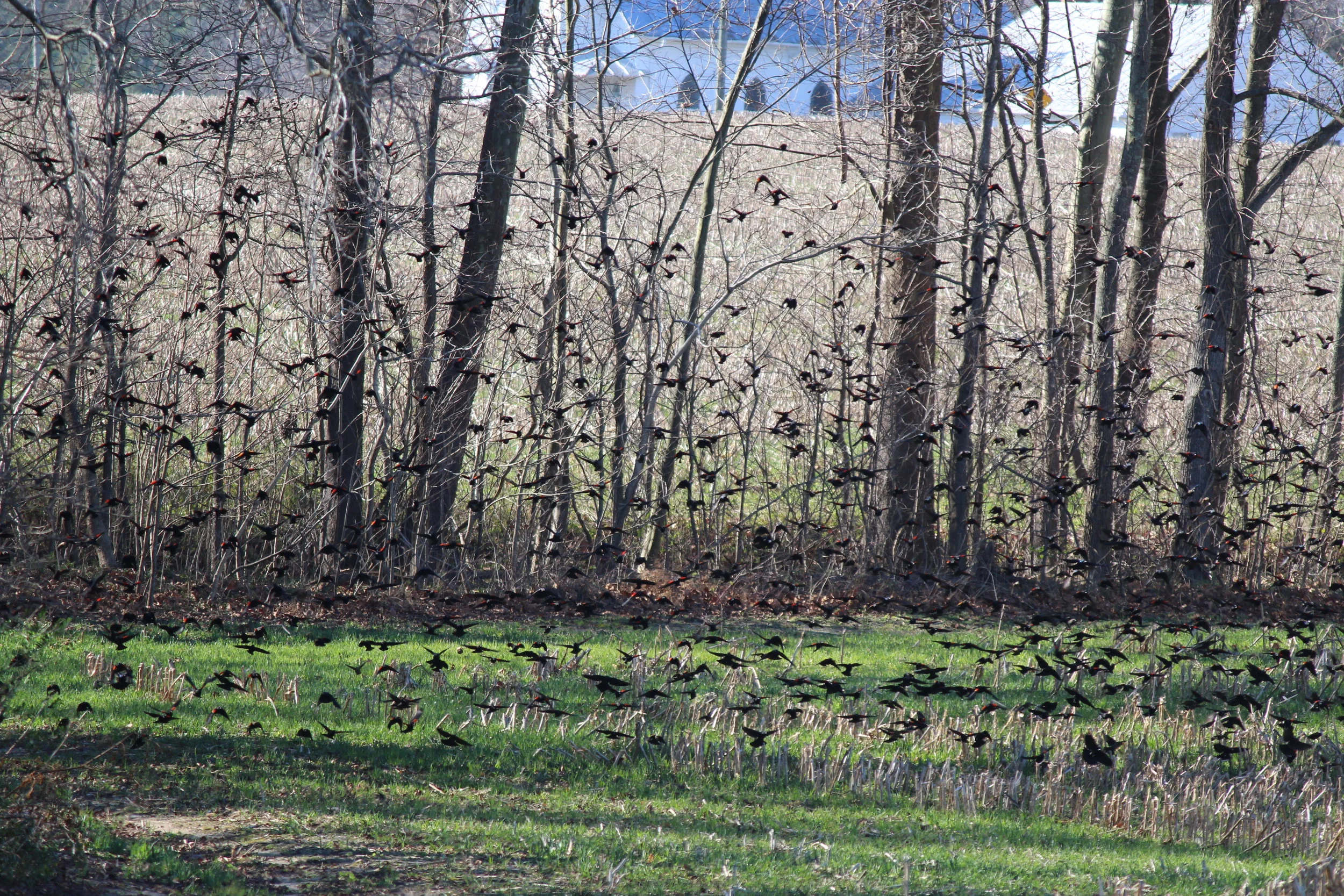 Christmas Bird Count