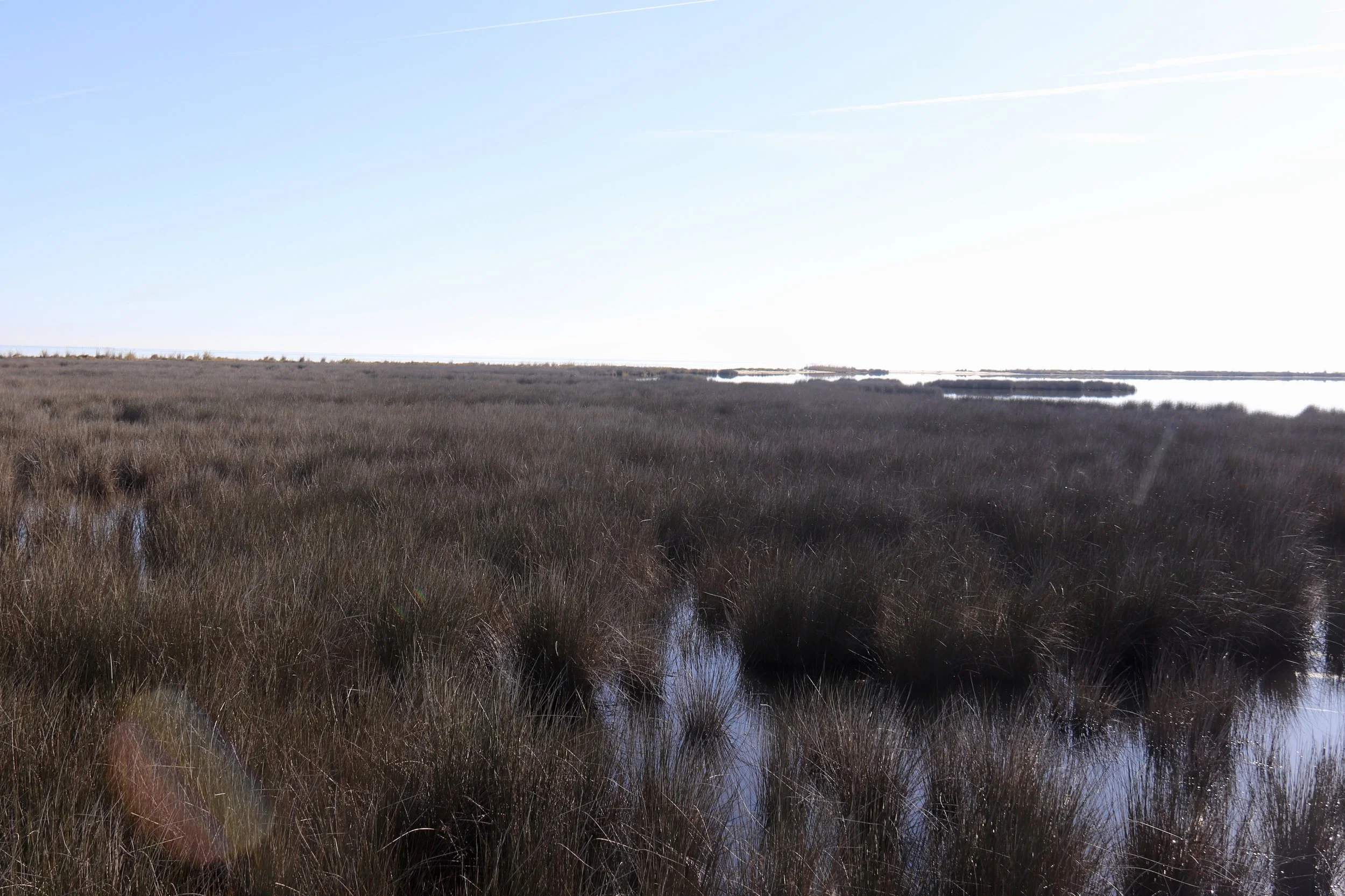 Bird Walk at Hughlett Point, Northumberland County