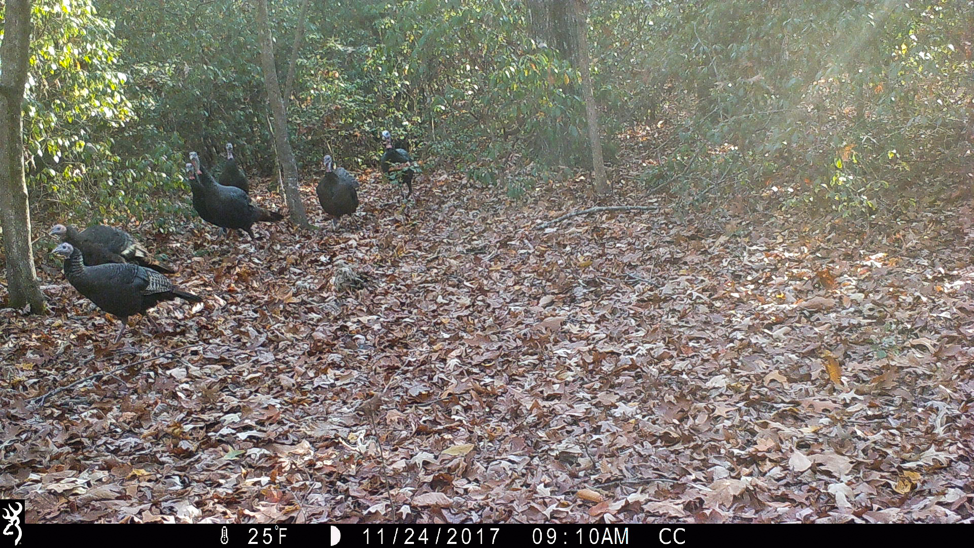 Great Backyard Bird Count 