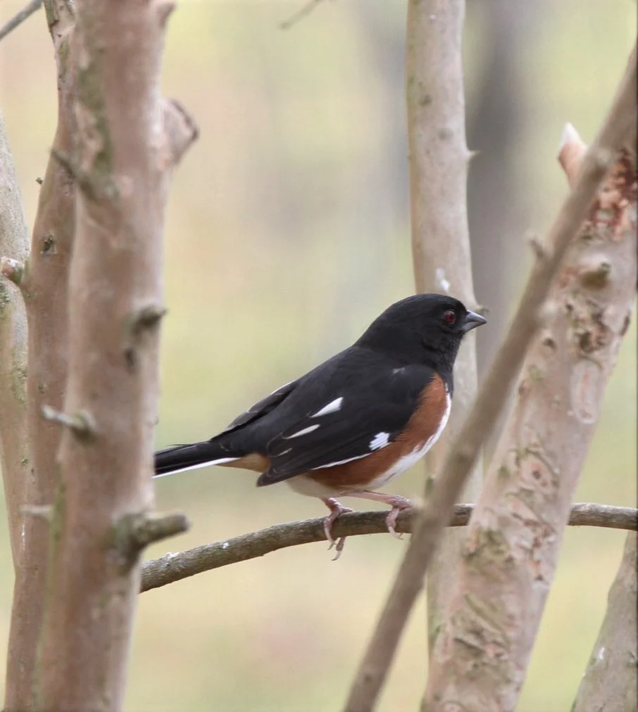 Eastern Towhee.JPG
