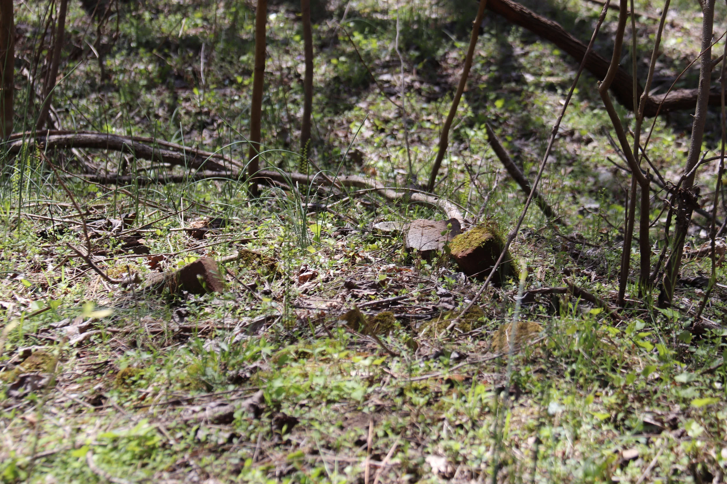 Bird Walk at Chilton Woods State Forest in Lancaster County