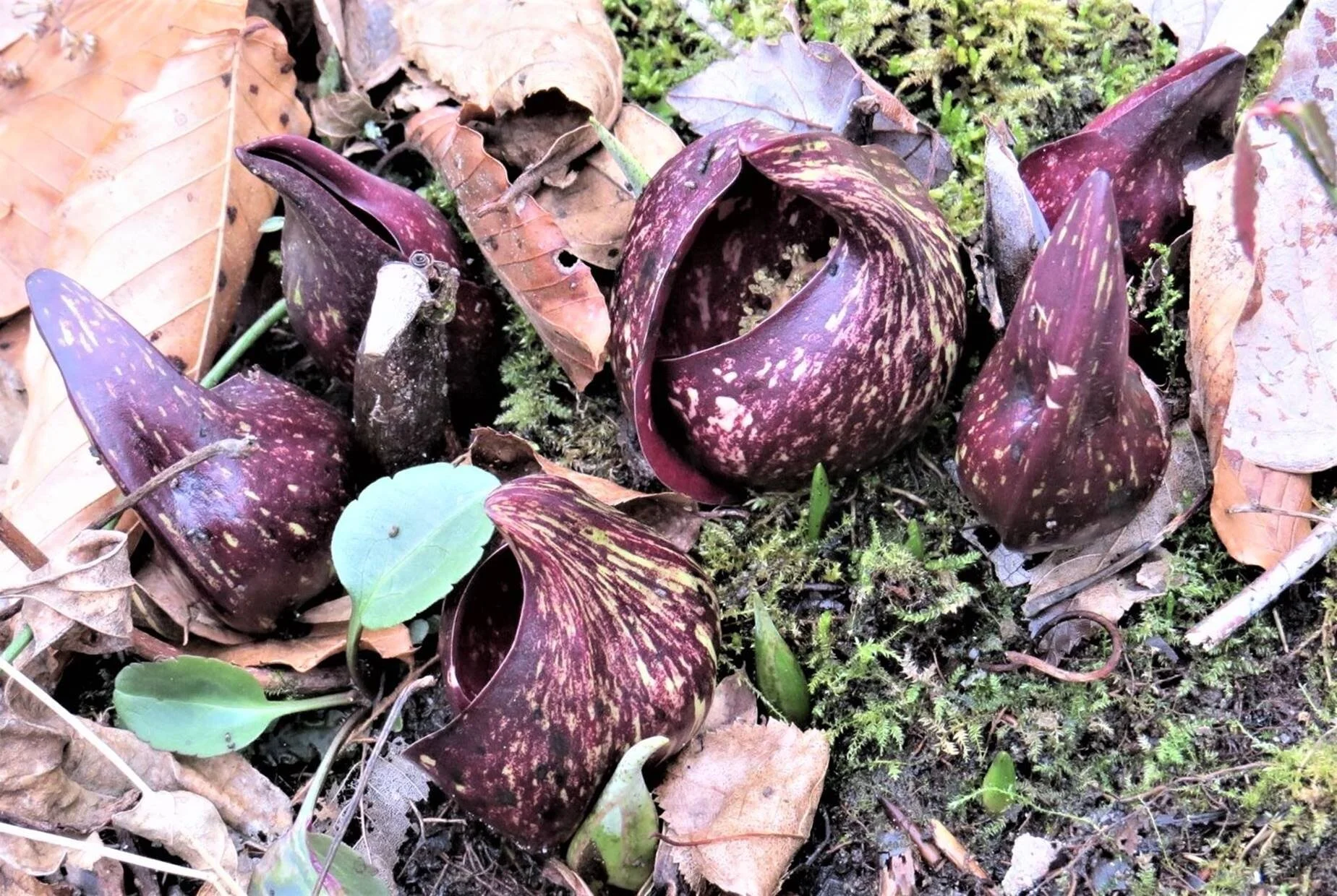 Hickory Hollow New Year's Day Walk Modified for 2021