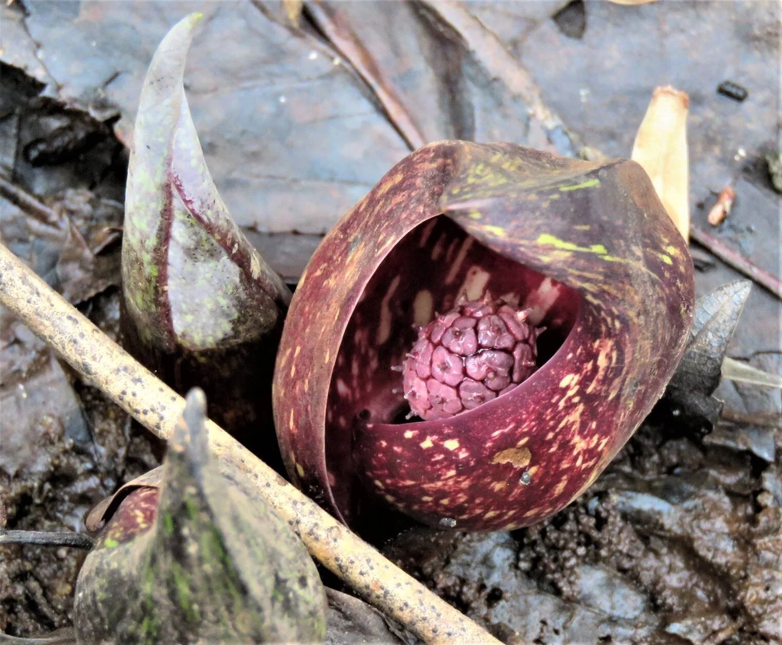 Hickory Hollow Winter Walk PDFs