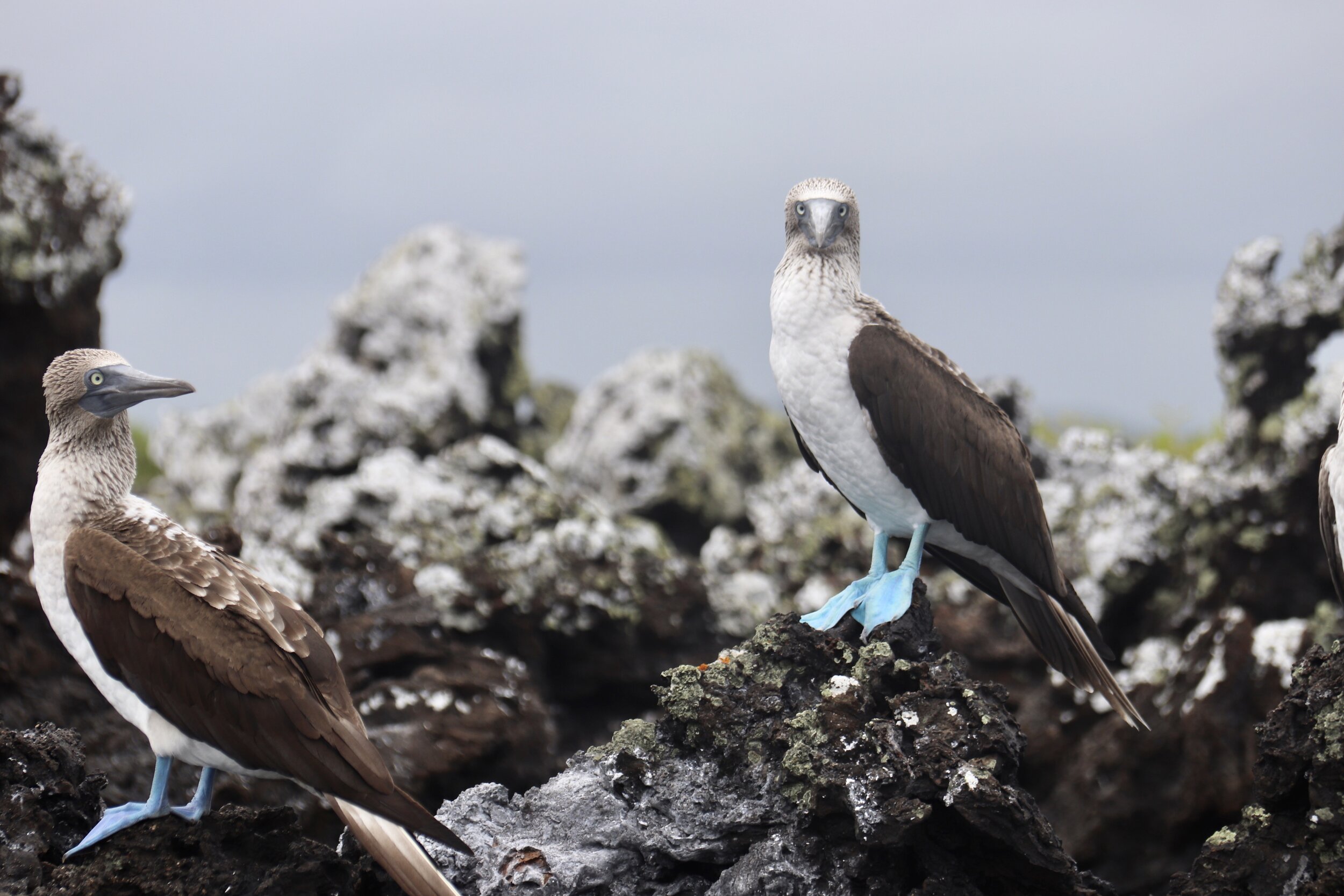 Photography of Birds (and critters) in our Area