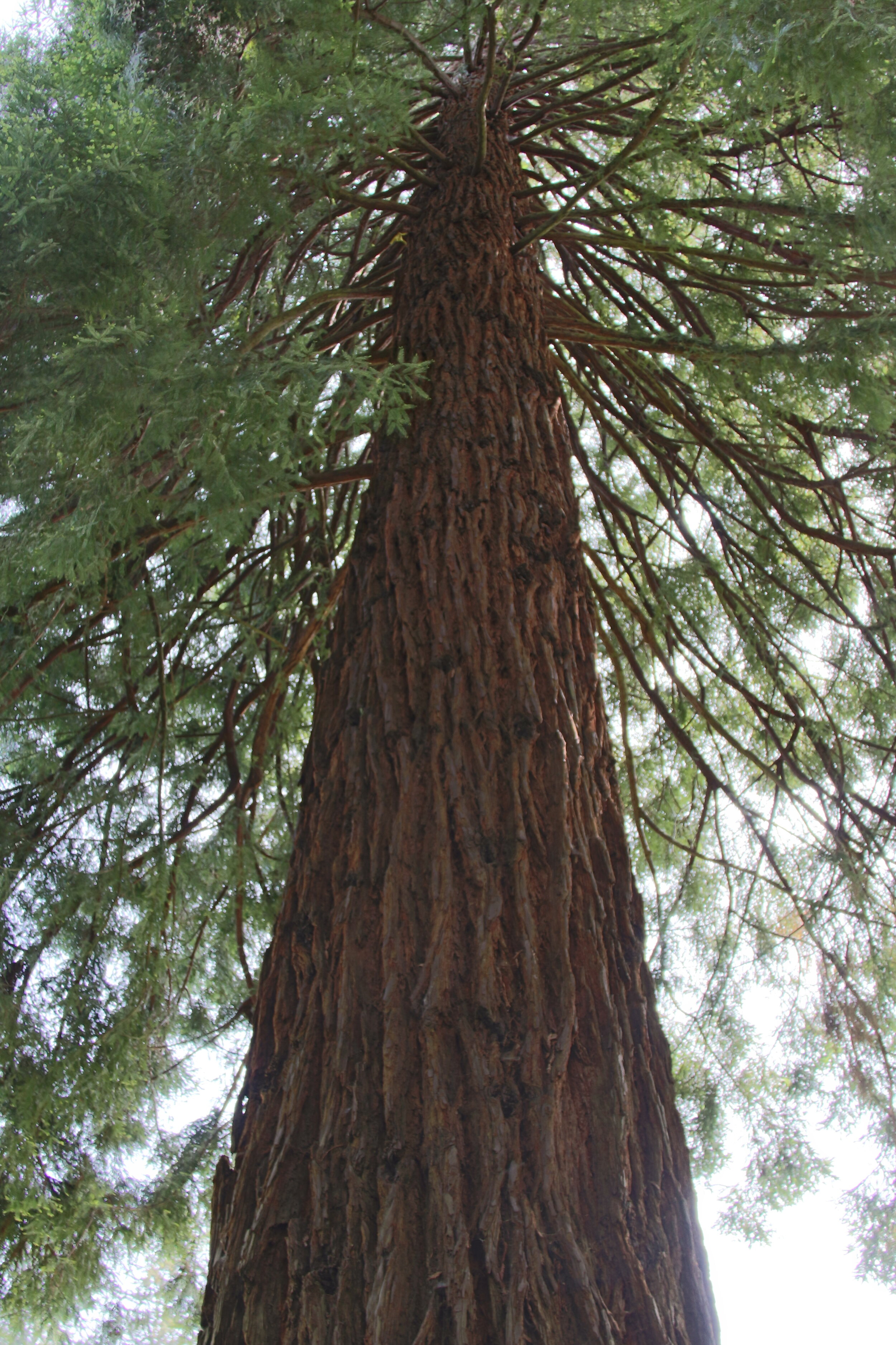 Old Growth Forest