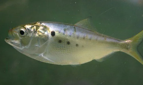 The Ecologic Role of Menhaden in the Bay