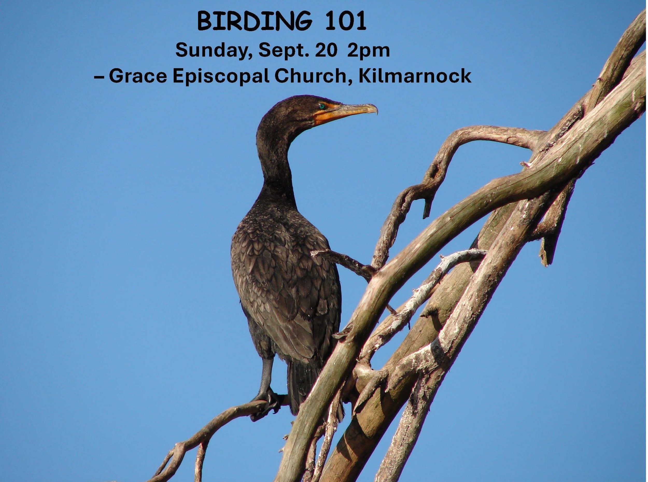 Bird Talks&nbsp;