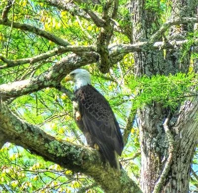 October Bird Walk