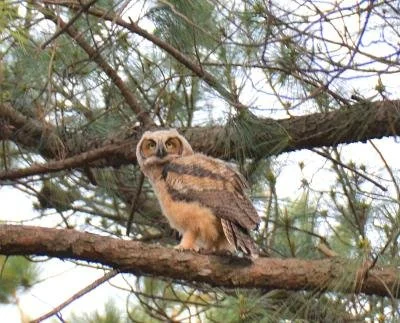 Belle Isle State Park Bird Walk, Lancaster