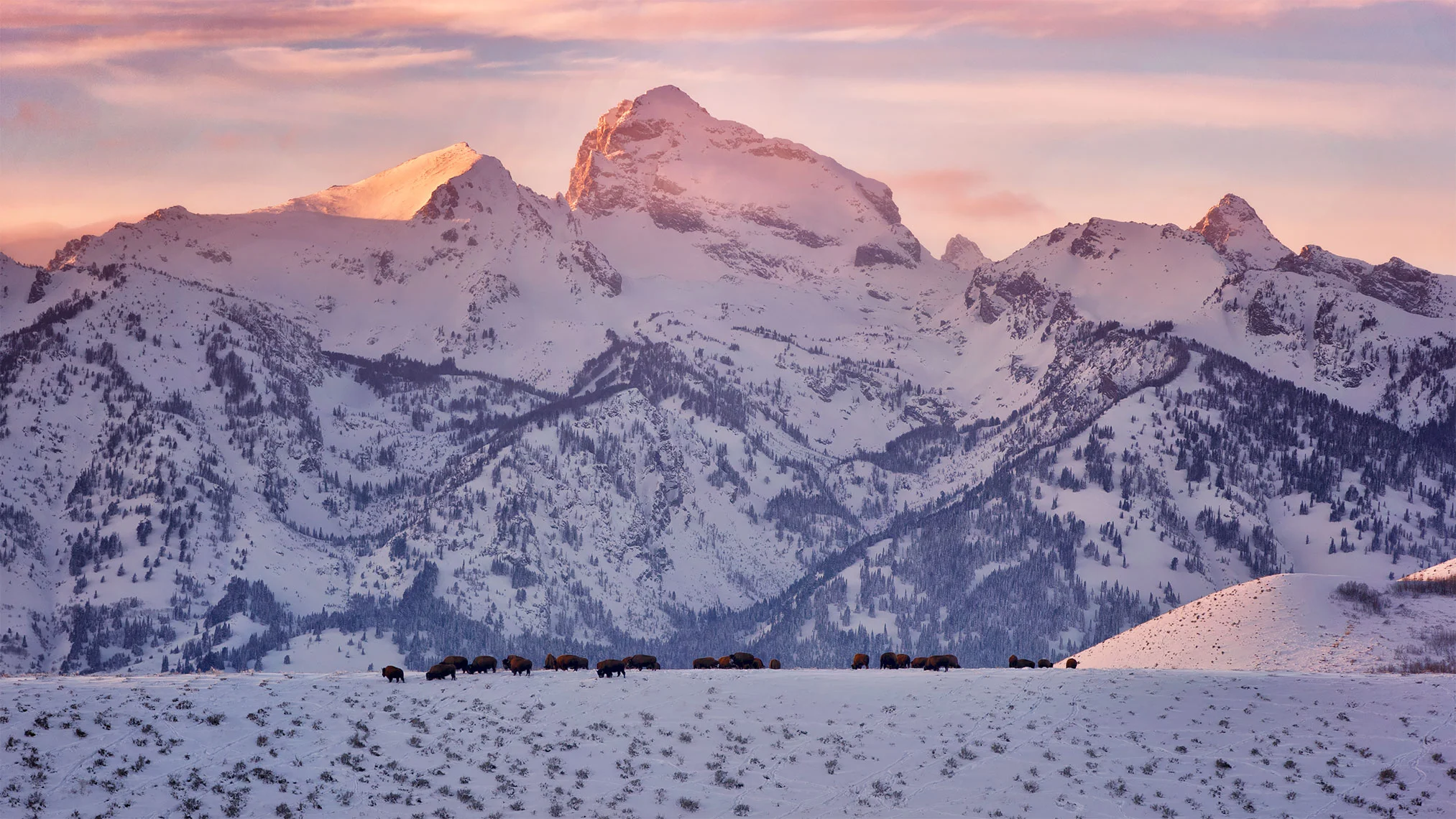 ridgetop_bison_cover.jpg