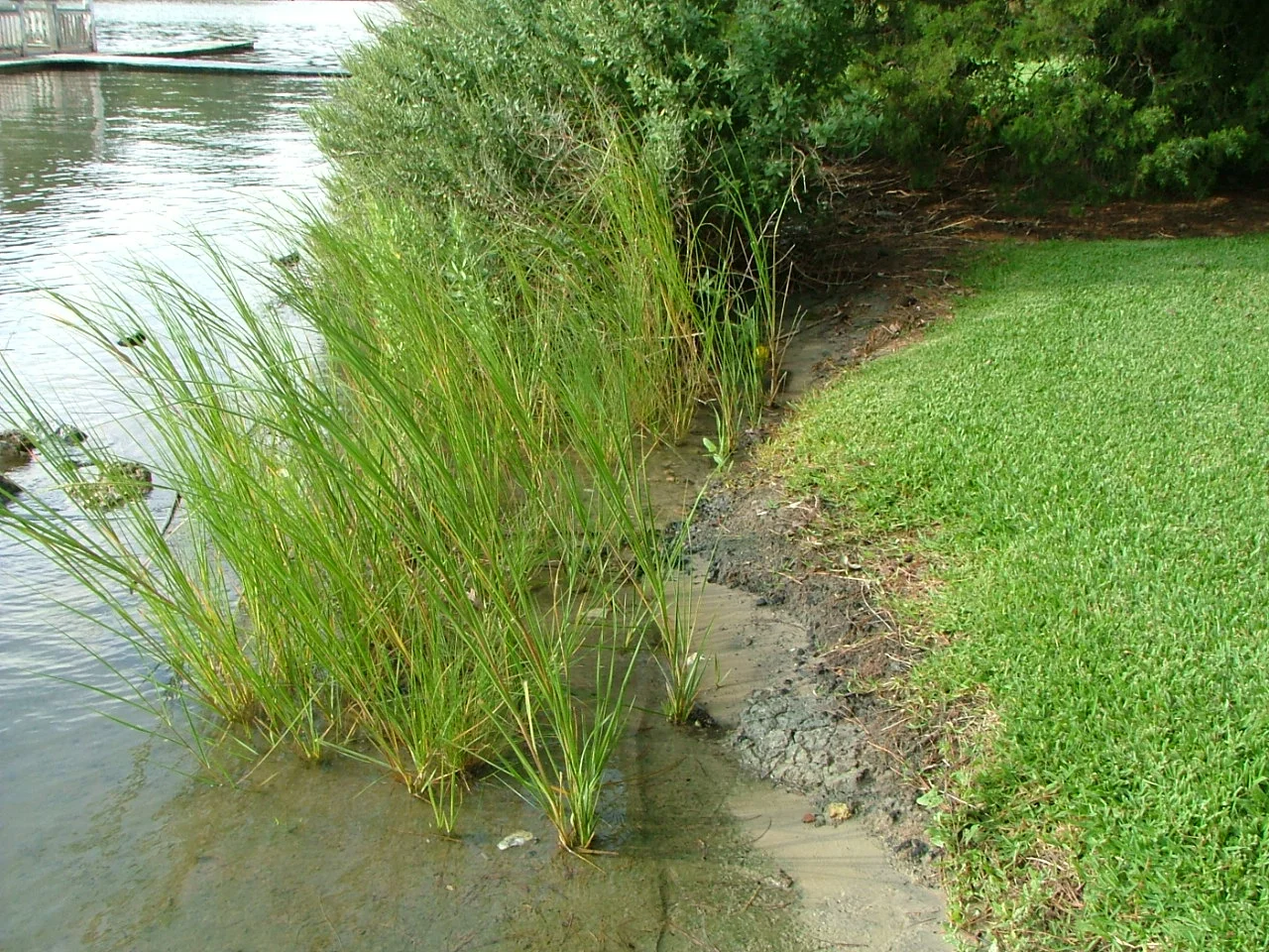 Shoreline Installations — Southern Branch Nursery